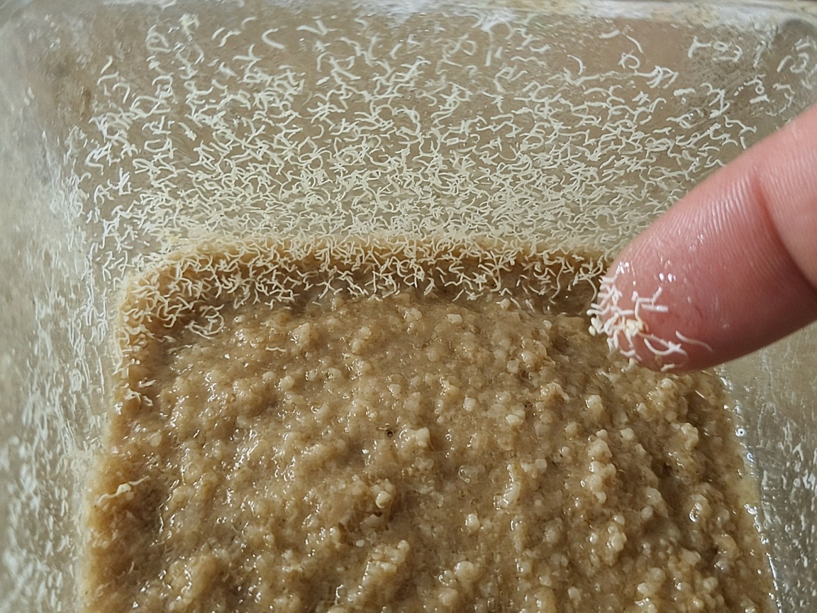 Microworms climbing the wall of a culture tub, harvested with a fingertip