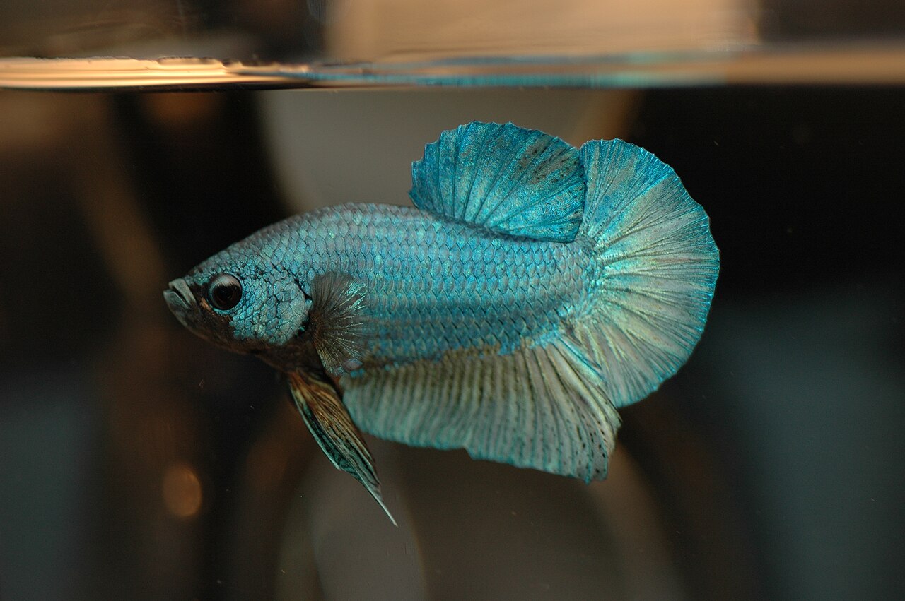 A betta (Siamese fighting fish) displaying in an aquarium