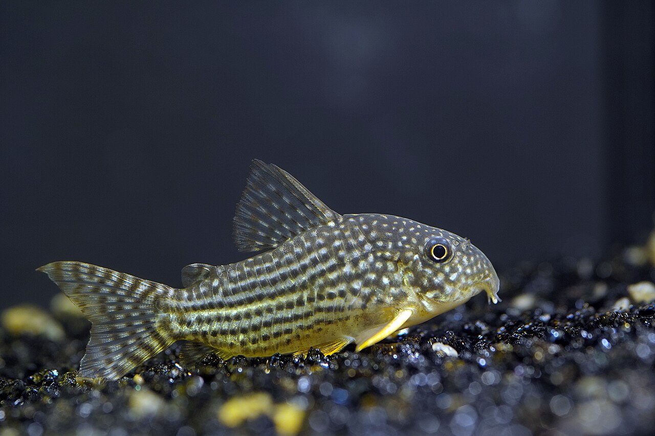 A Sterbai corydoras on the substrate