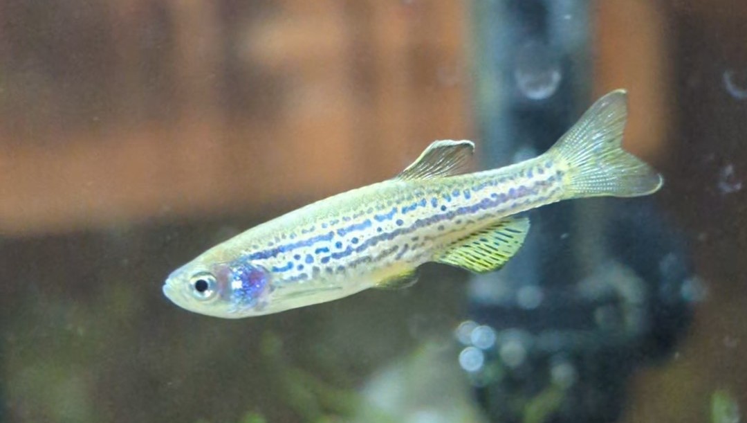 A leopard danio (Danio rerio variety) close up in an aquarium