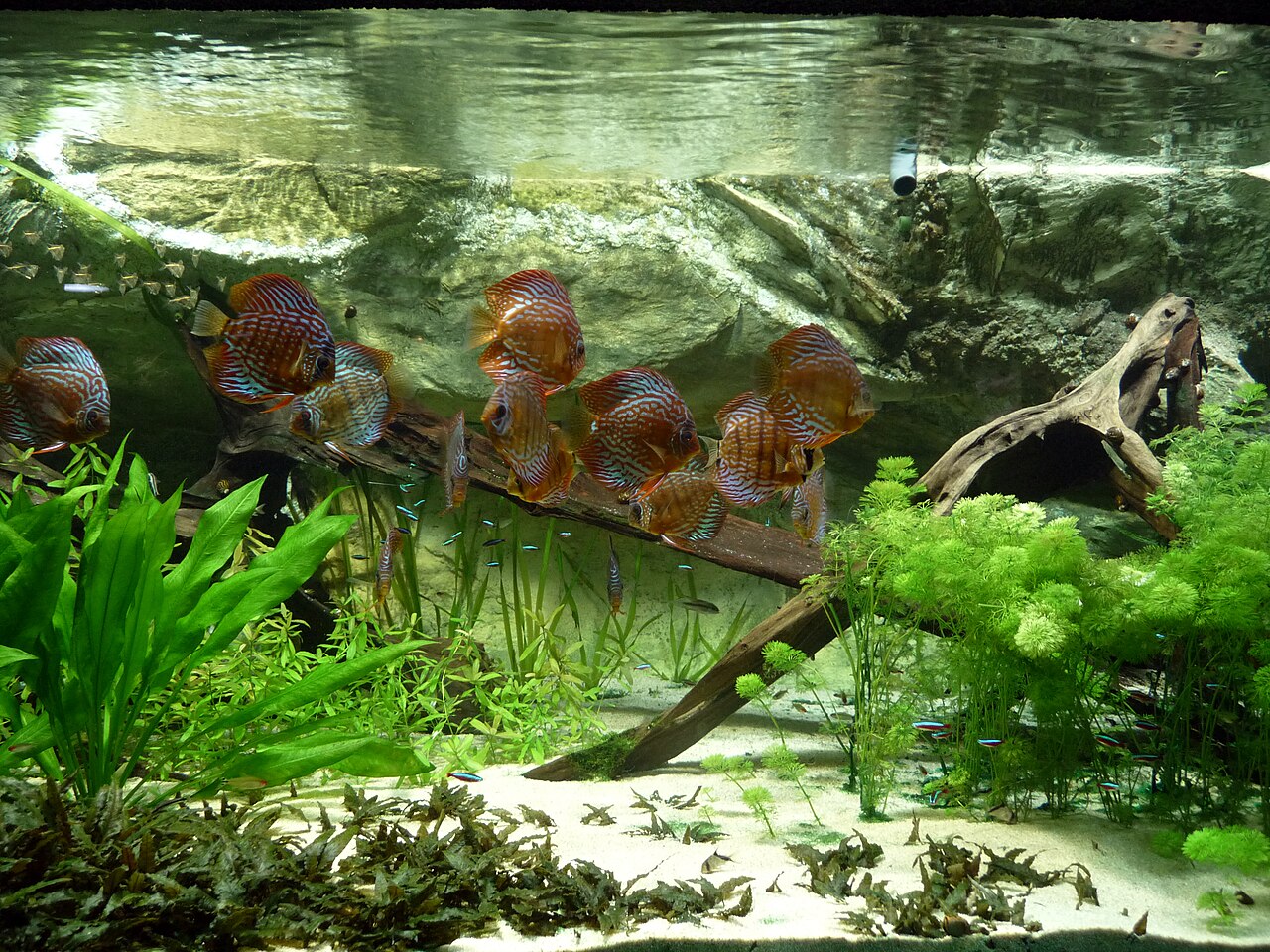 A group of discus in a large planted display aquarium