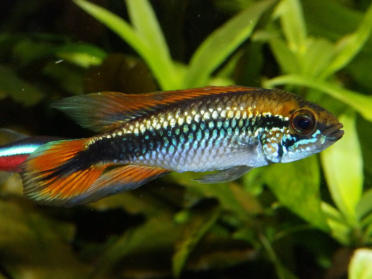 An Apistogramma agassizii dwarf cichlid in an aquarium