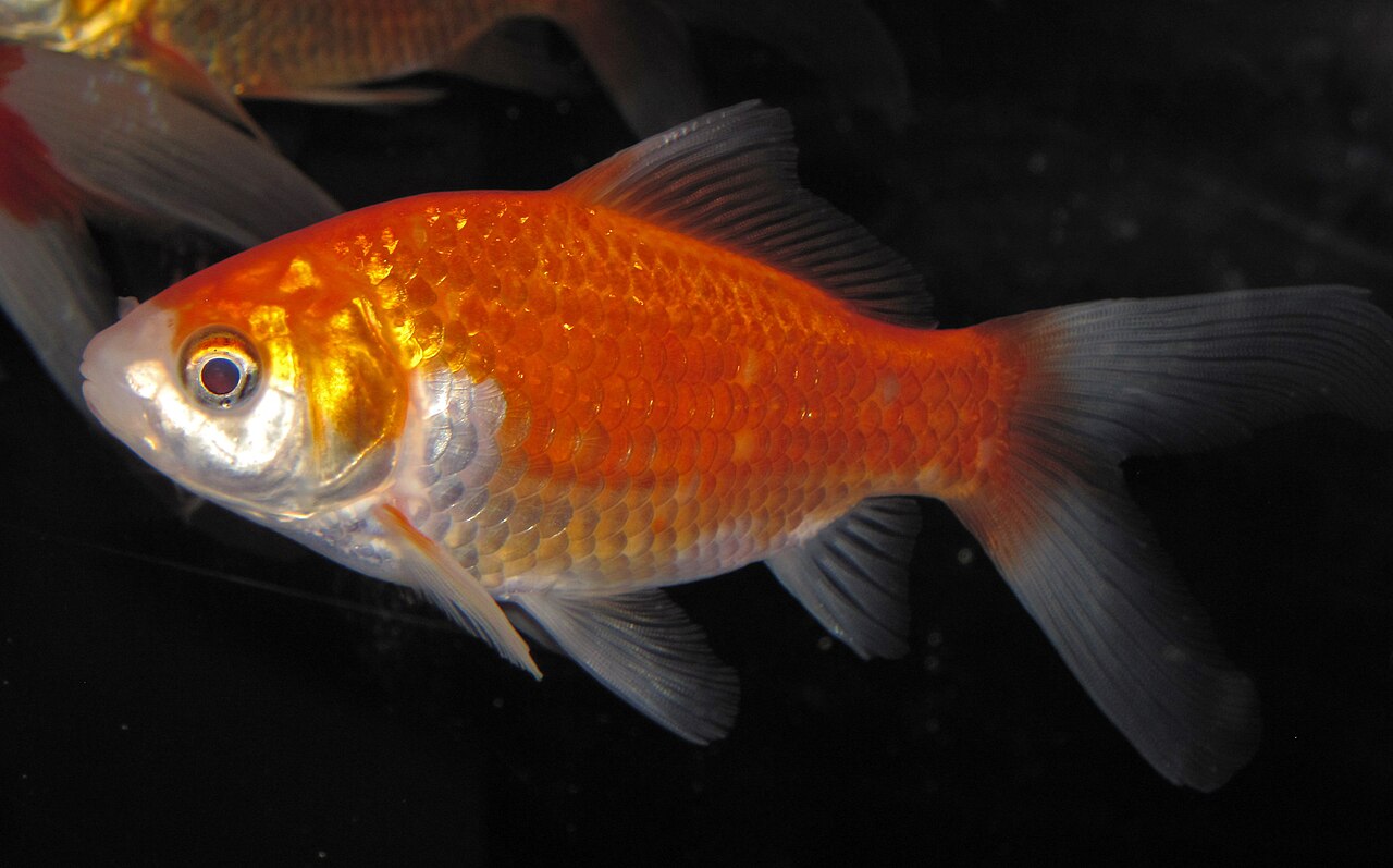 A goldfish (Carassius auratus) close up