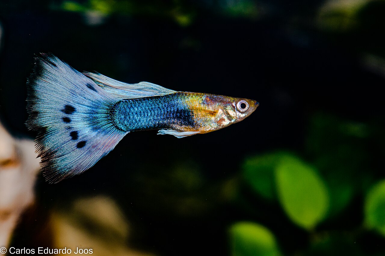 A fancy male guppy with a blue tail