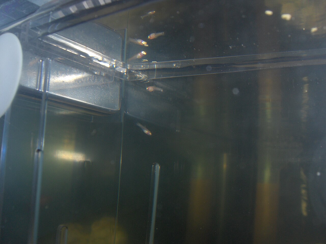 Newborn guppy fry in a breeder box, days old