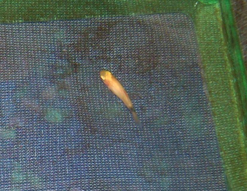 Platy fry, a few days old, near the surface