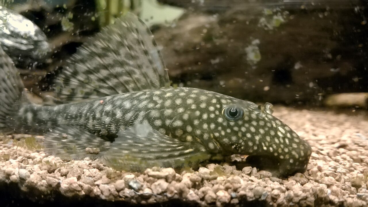 A bristlenose pleco (Ancistrus) in an aquarium