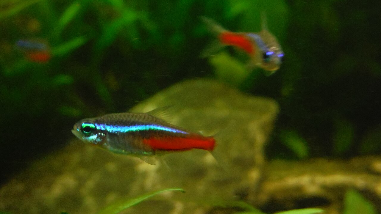 Neon tetras schooling in a planted aquarium